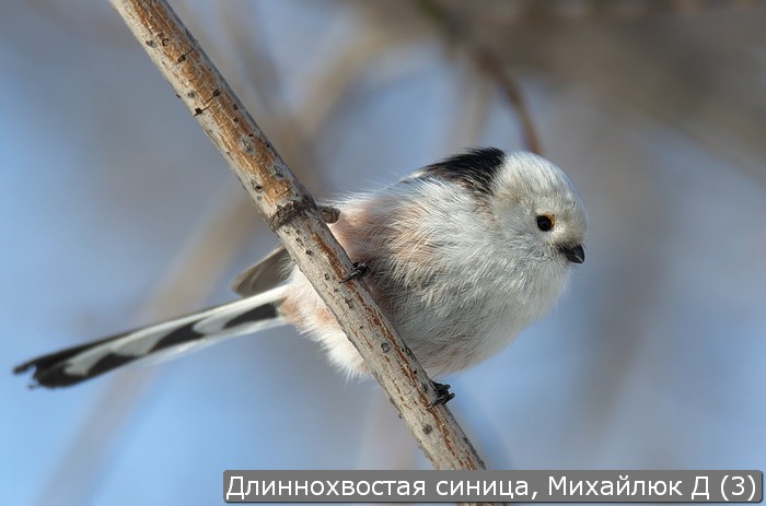 Фото Синицы Крупным Планом