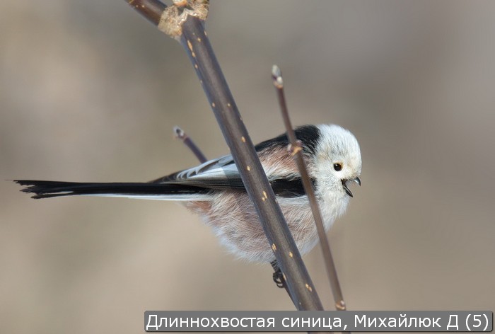 Фото Синицы Крупным Планом