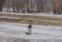 Полевой лунь, Е. Алмаева (1)_tn