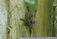 Желтогорлая мышь. Фото В.В. Шебаршенко