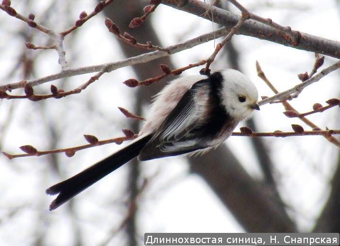 Длиннохвостая синица, Н. Снапрская