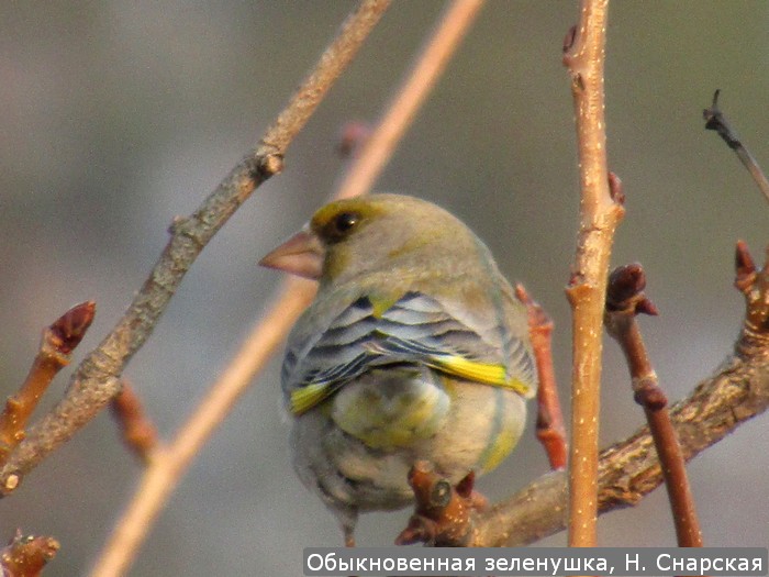 Обыкновенная зеленушка, Н. Снарская