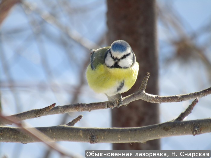 Обыкновенная лазоревка, Н. Снарская
