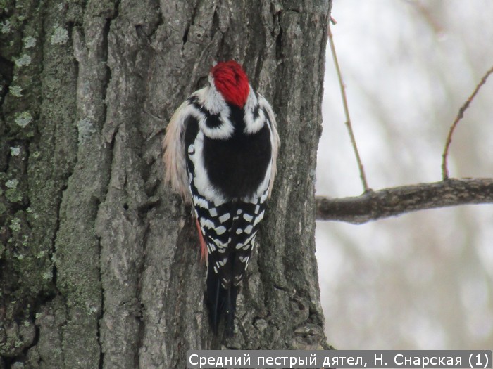 Средний пестрый дятел, Н. Снарская (1)