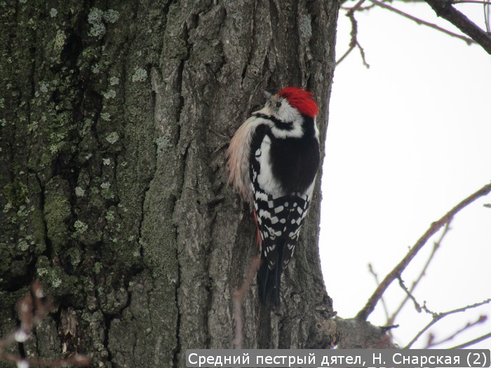 Средний пестрый дятел, Н. Снарская (2)