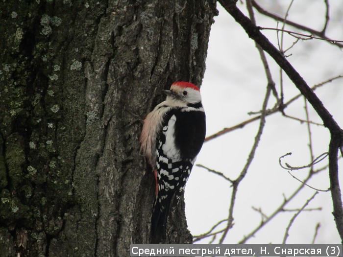Средний пестрый дятел, Н. Снарская (3)