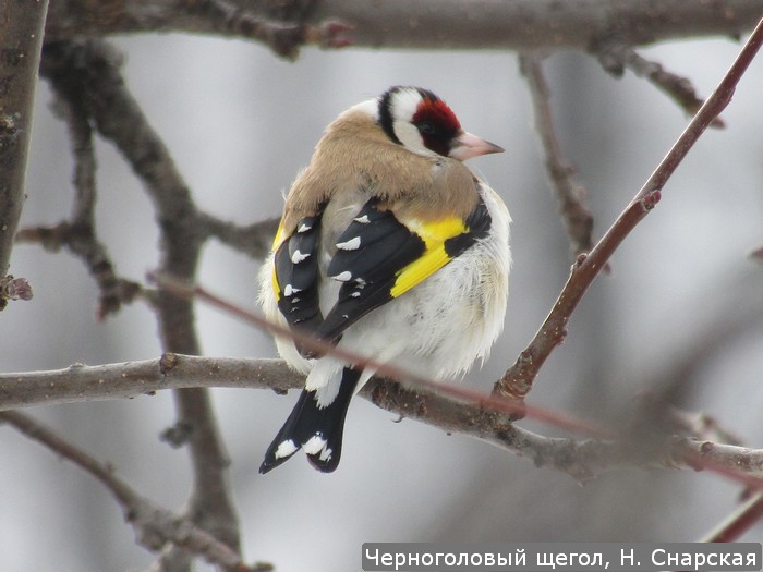 Черноголовый щегол, Н. Снарская