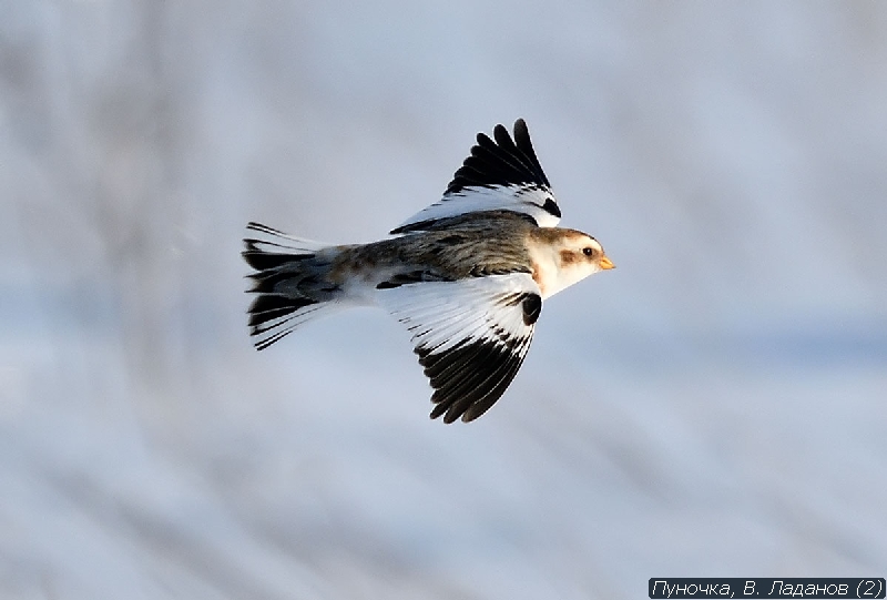 Зимующие птицы Жигулей — 2 часть | Жигулёвский заповедник