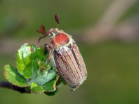 самец майского жука (фото из общедоступных интернет-источников)