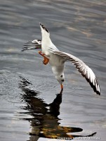 Озерная чайка, А. Шохин