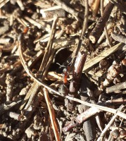 рыжий лесной муравей