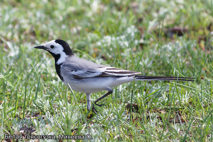 Белая трясогузка, Минеева О.