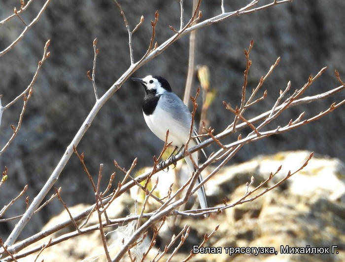 Белая трясогузка, Михайлюк Г.