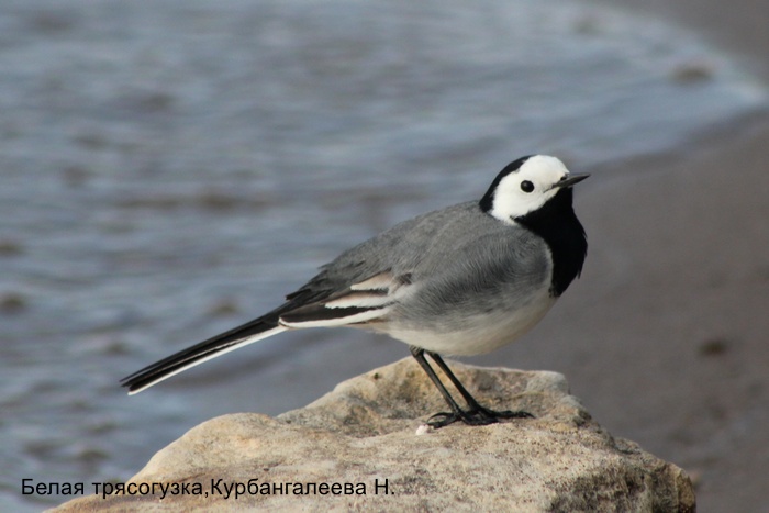 Белая трясогузка,Курбангалеева Н.