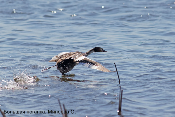 Большая Поганка, Минеева О.