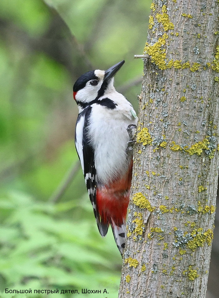 Большой пестрый дятел, Шохин А.