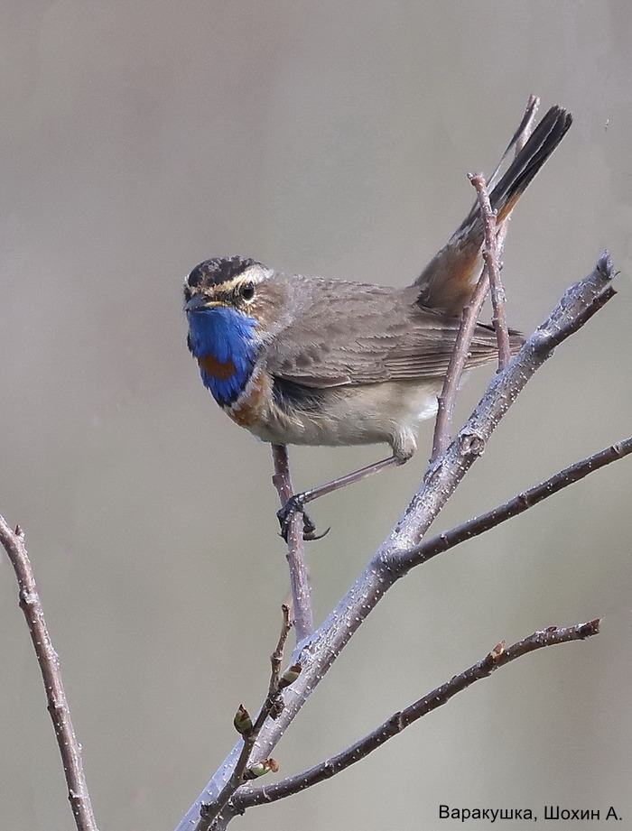 Варакушка, Шохин А.