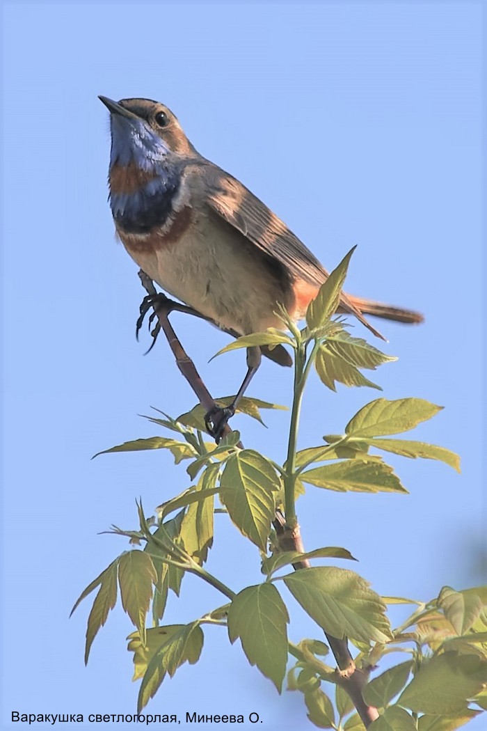 Варакушка светлогорлая, Минеева О.