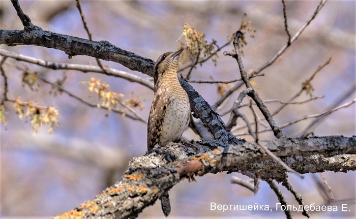 Вертишейка, Гольдебаева Е.