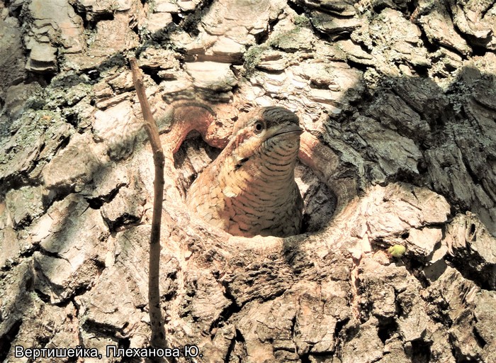 Вертишейка, Плеханова Ю.