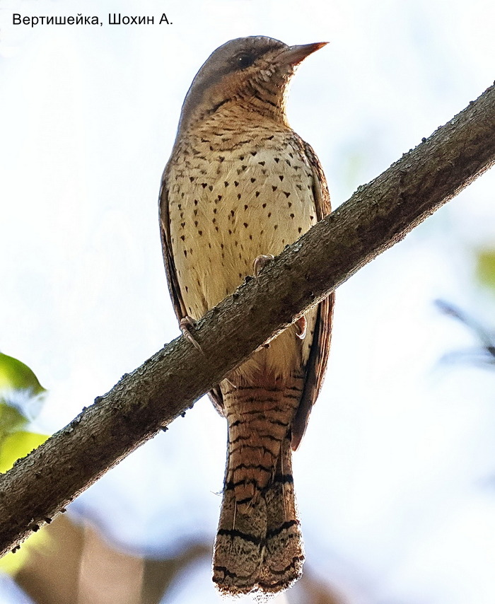 Вертишейка, Шохин А.