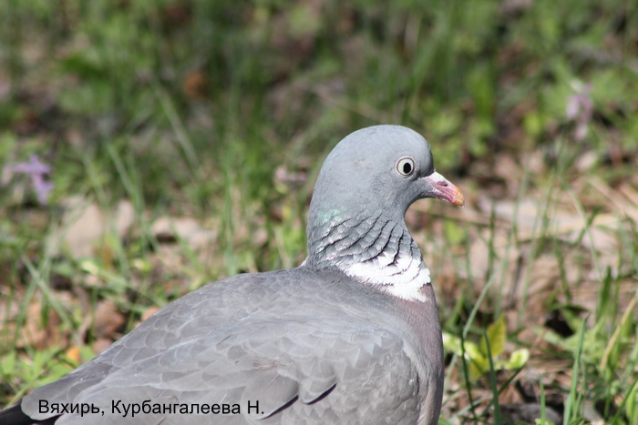 Вяхирь, Курбангалеева Н.