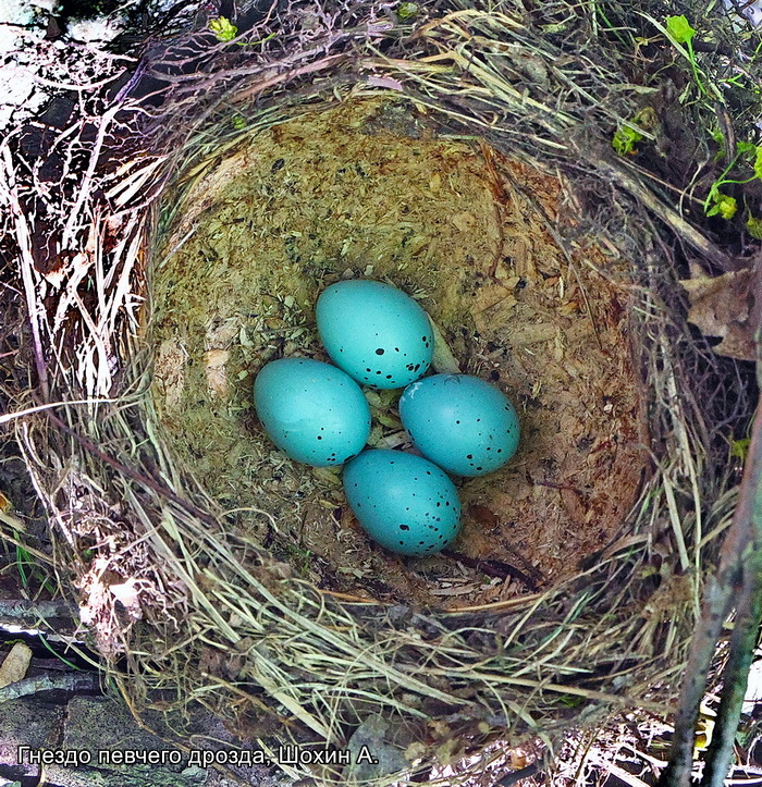 Гнездо певчего дрозда, Шохин А.