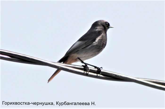 Горихвостка-чернушка, Курбангалеева Н.