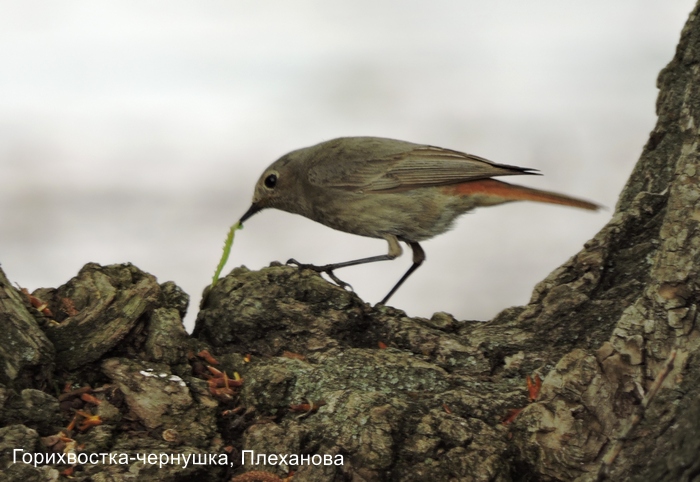 Горихвостка-чернушка, Плеханова Ю.