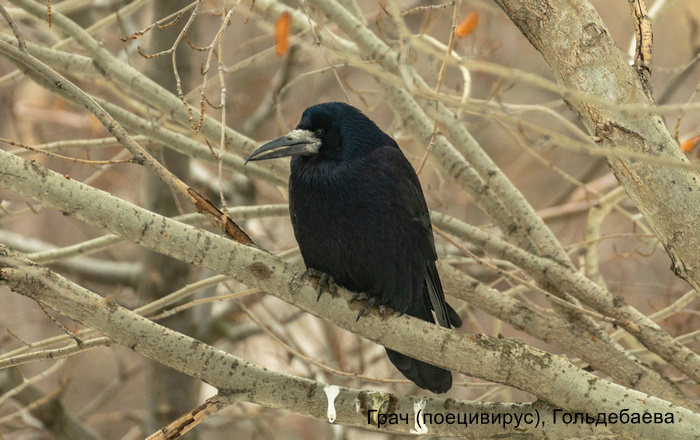 Грач (поецивирус), Гольдебаева Е.