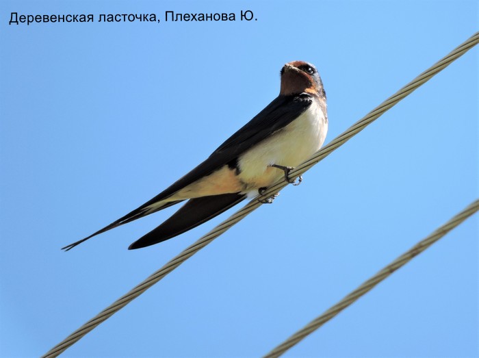 Деревенская ласточка, Плеханова Ю.
