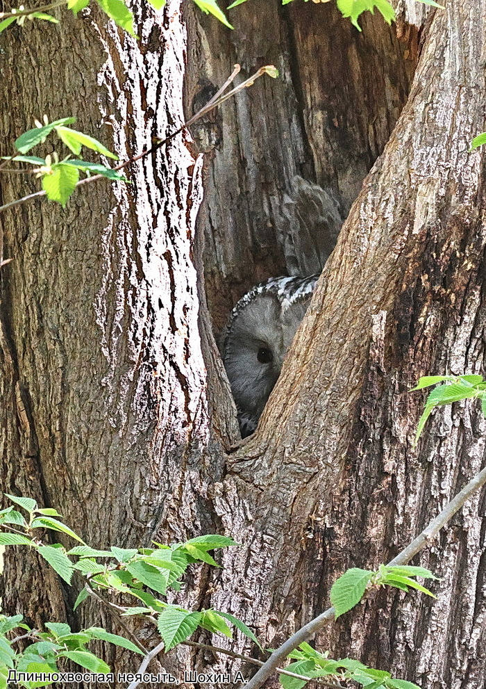 Длиннохвостая неясыть, Шохин А.