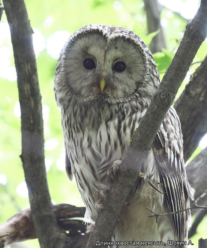 Длиннохвостая неясыть, Шохин А.