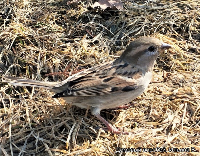 Домовый воробей, Ильина В.