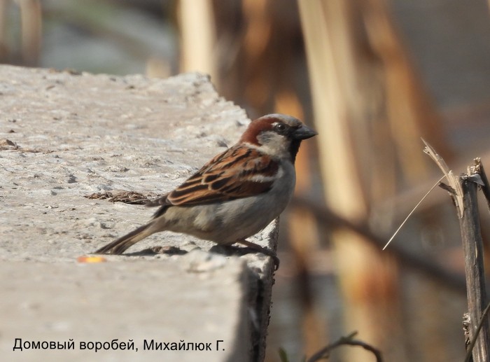 Домовый воробей, Михайлюк Г.