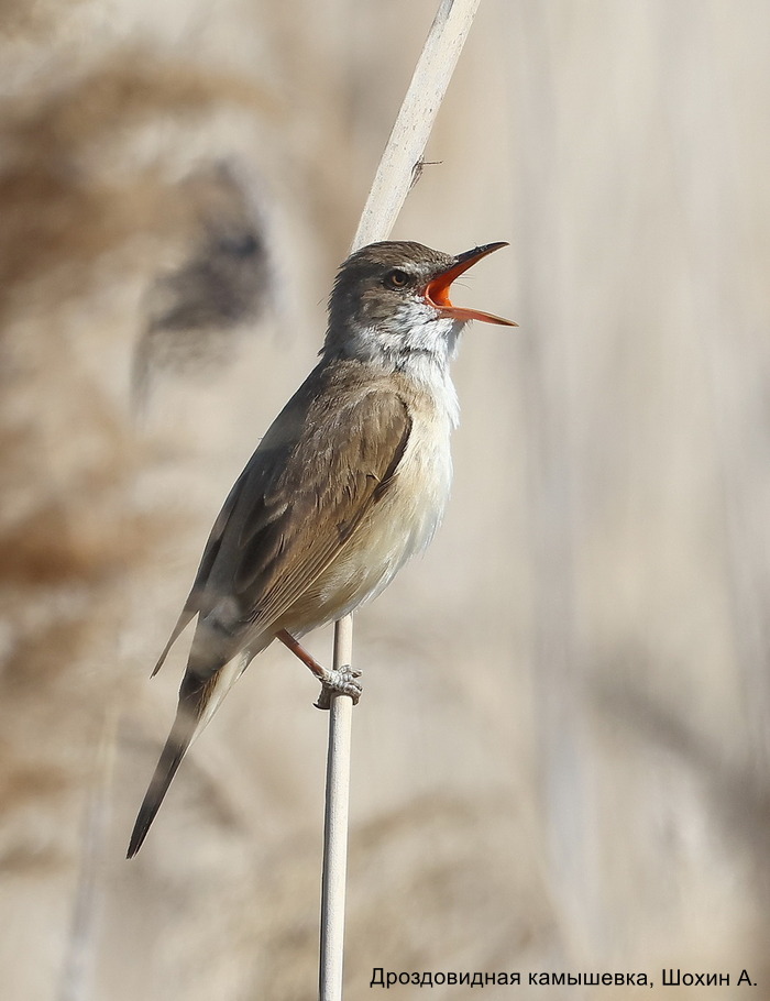 Дроздовидная камышевка, Шохин А.
