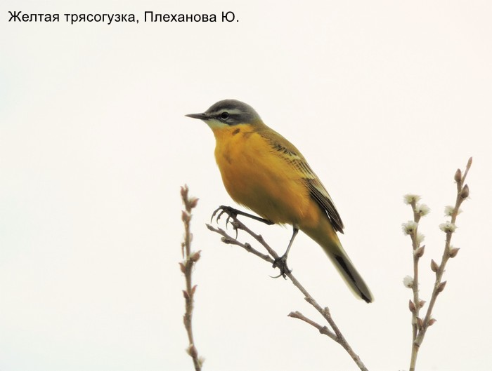 Желтая трясогузка, Плеханова Ю.