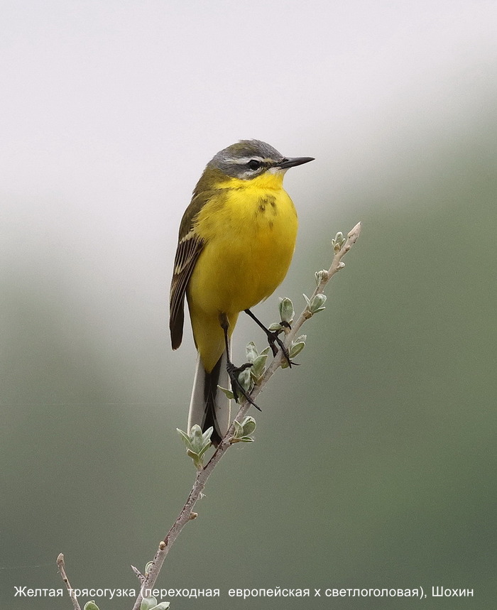 Желтая трясогузка (переходная европейская х светлоголовая), Шохин А.