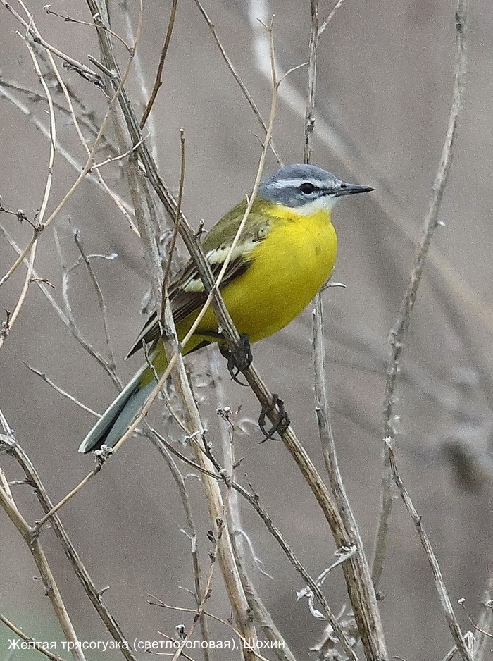 Желтая трясогузка (светлоголовая), Шохин