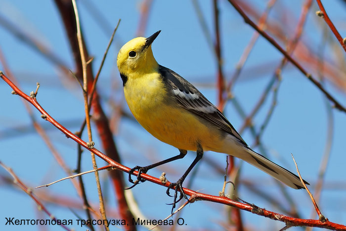 Желтоголовая трясогузка, Минеева О.