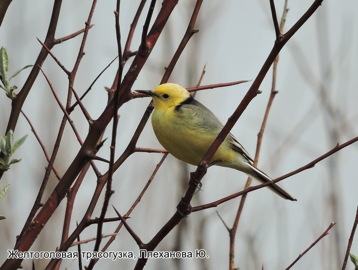 Желтоголовая трясогузка, Плеханова Ю.
