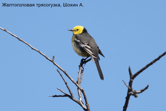 Желтоголовая трясогузка, Шохин А.
