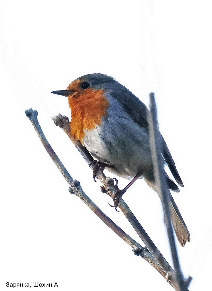 Зарянка, Шохин А.
