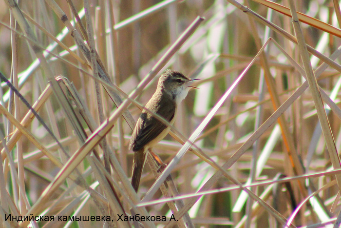 Индийская камышевка, Ханбекова А.