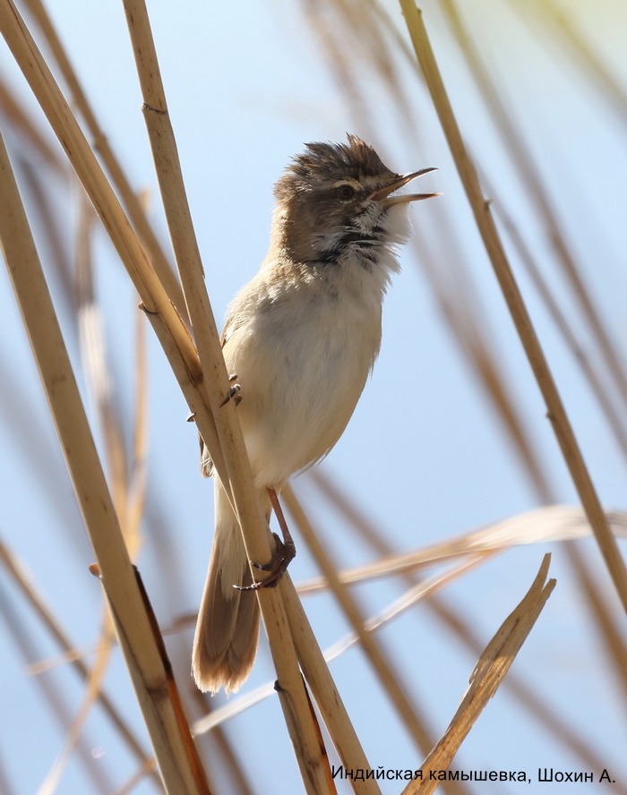 Индийская камышевка, Шохин А.