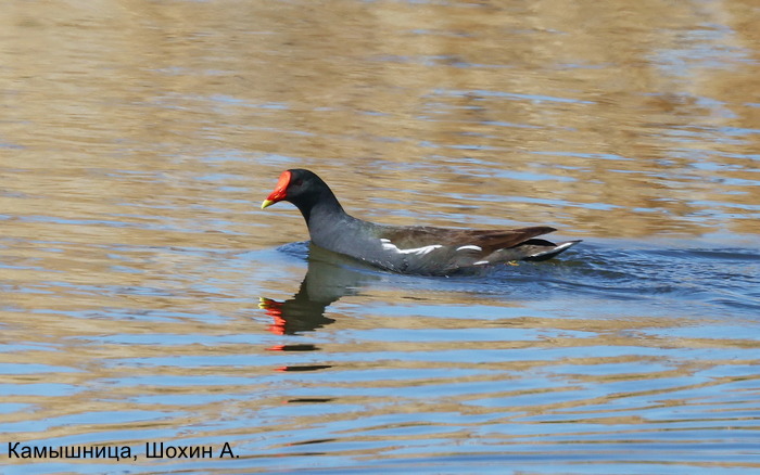Камышница, Шохин А.