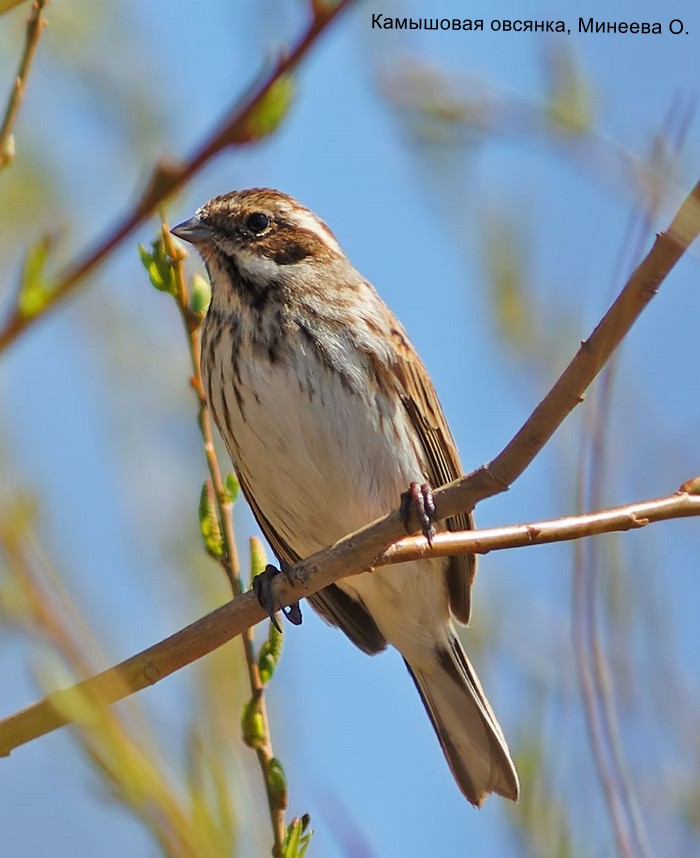 Камышовая овсянка, Минеева О.