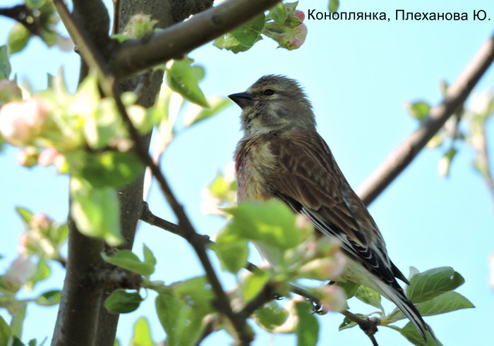 Коноплянка, Плеханова Ю.