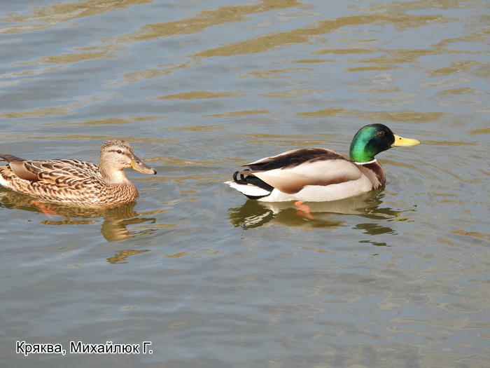 Кряква, Михайлюк Г.