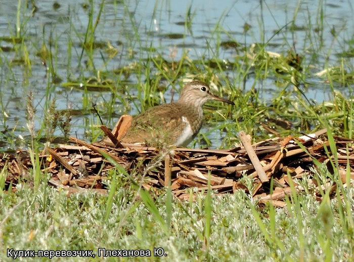 Кулик-перевозчик, Плеханова Ю.